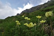 13 Pulsatilla alpina (sulfurea)